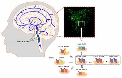 Understanding the Role of GPCR Heteroreceptor Complexes in Modulating the Brain Networks in Health and Disease